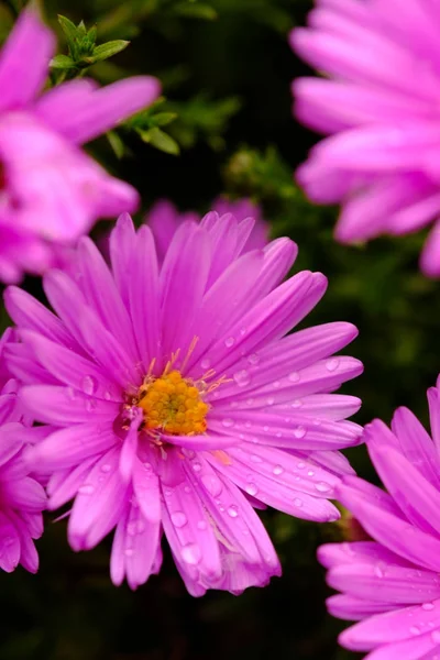 Detalhe flor roxa — Fotografia de Stock