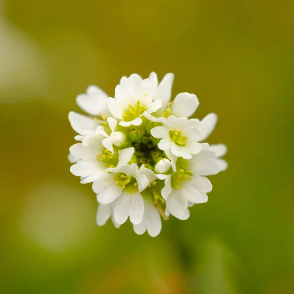Detalhe flor florescendo — Fotografia de Stock