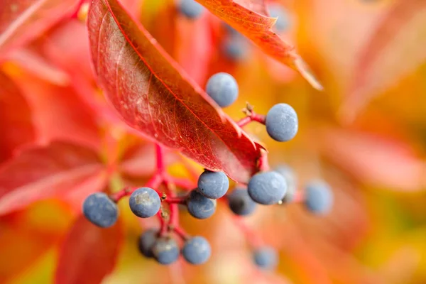 Jungfräulicheres Detail — Stockfoto