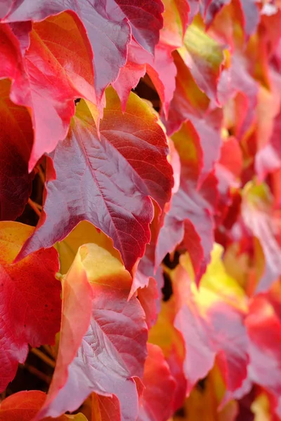 Details der roten Blätter — Stockfoto