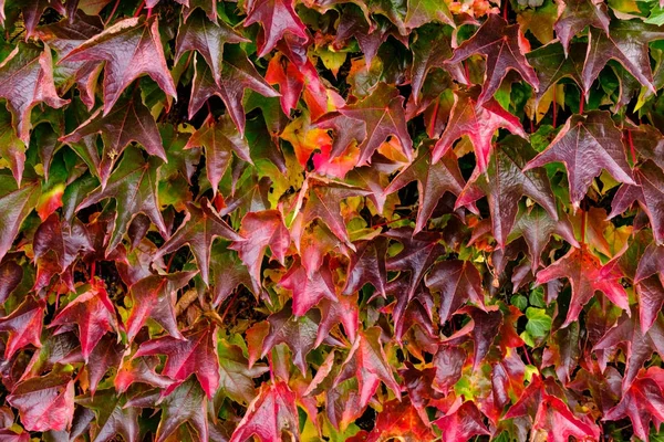 Bunte Blatt Hintergrund — Stockfoto