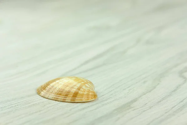 Single sea shell on grey wooden pattern background — Stock Photo, Image