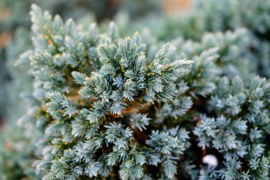 Soyut ağaç gümüş dalı yakın çekim