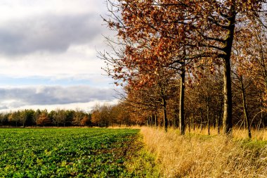 Renkli alan Prag kenarındaki ağaçların