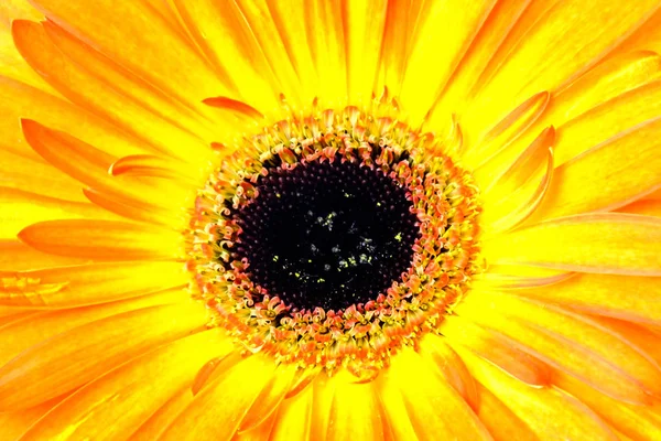 Detalhe de flor de gerbera laranja e amarelo multicolorido — Fotografia de Stock