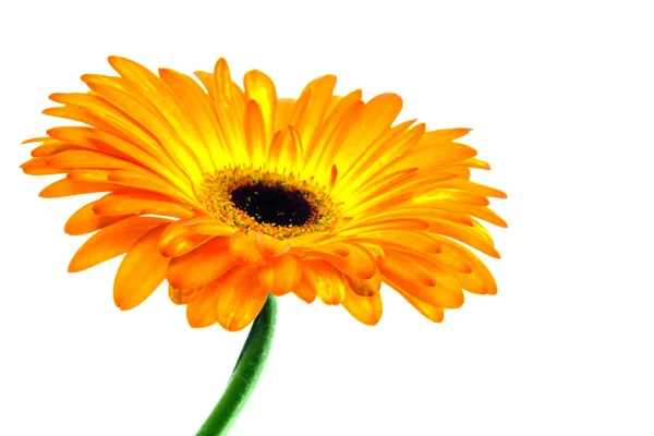 Multicolored orange and yellow gerbera on white background Stock Photo