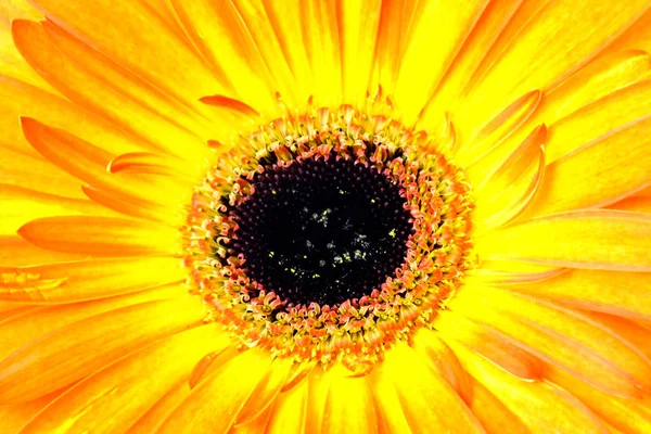 Multicolore orange et jaune gerbera détail de la fleur Images De Stock Libres De Droits