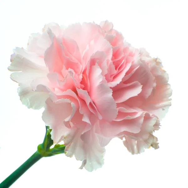 Gyönyörű rózsaszín szegfű virág virágzó közelről — Stock Fotó