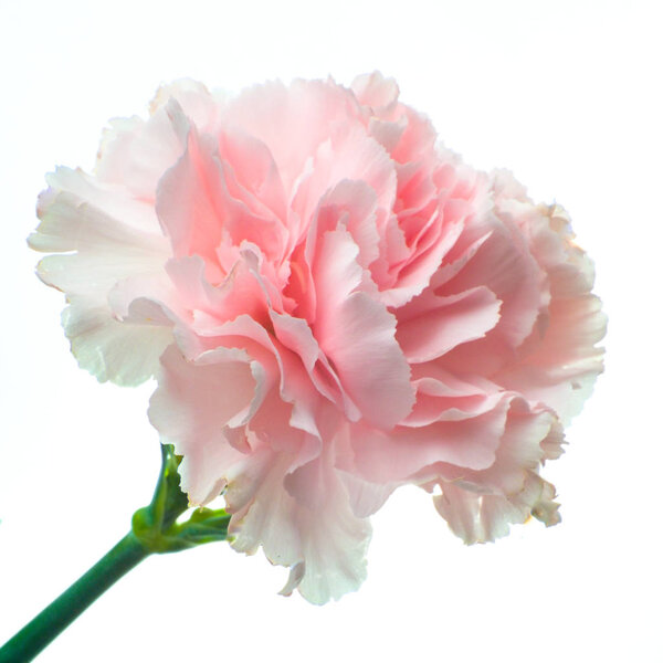 Beautiful blooming pink carnation flower close up