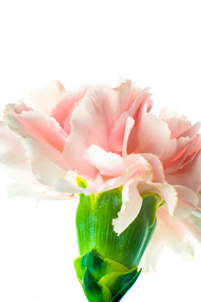 Piękny, różowy Goździk kwiat kwitnący z bliska — Zdjęcie stockowe