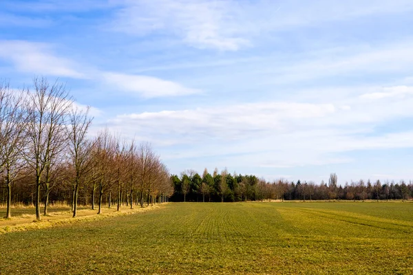 Field by trees in early spring at the edge of Prague — Stock Photo, Image