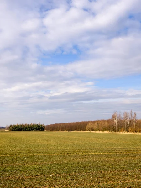 Forest by field in early spring at the edge of Prague — Stock Photo, Image