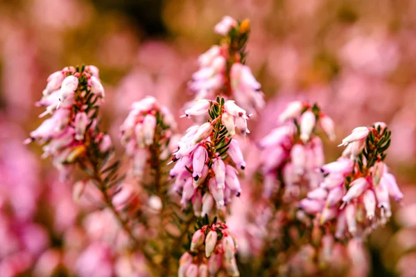 Belas penas rosa florescendo no início da primavera — Fotografia de Stock
