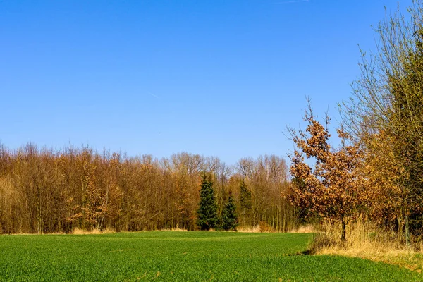 Green field surrounded by trees with old foliage at the edge of Prague — Stock Photo, Image