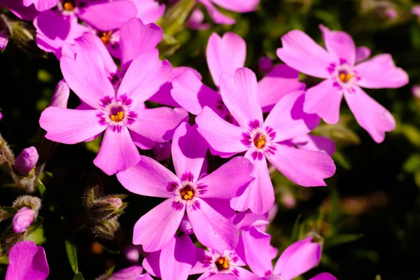 Bela flor pequeno roxo florescendo detalhe arbusto — Fotografia de Stock