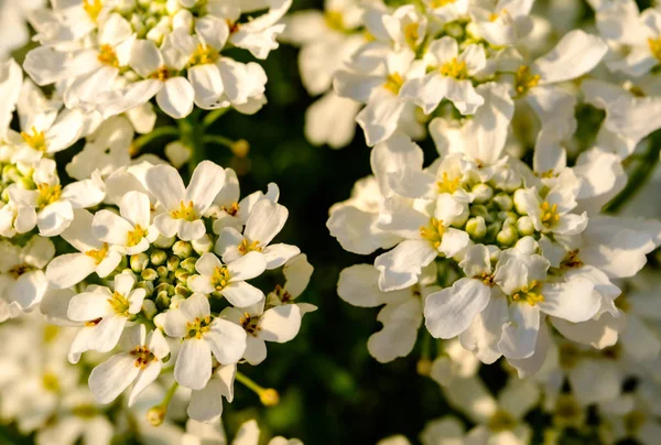 Árvore florescente com flor círculo branco de perto — Fotografia de Stock