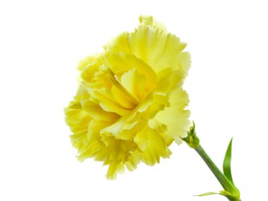 Beyaz arkaplanda sarı karanfil