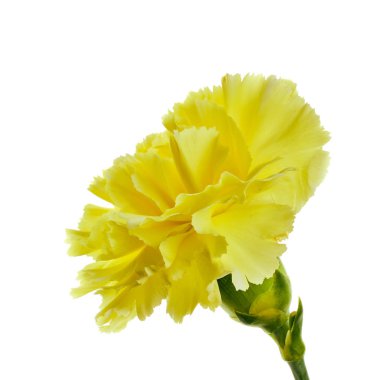 Beyaz arkaplanda sarı karanfil