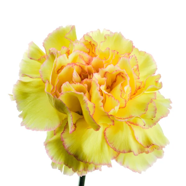 Virágzó sárga szegfű fehér háttér — Stock Fotó