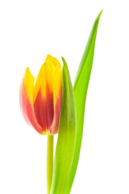 Beyaz arkaplanda sarı-kırmızı lale