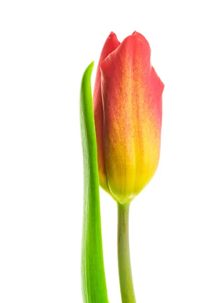 Yellow-red tulip on white background — Stock Photo, Image