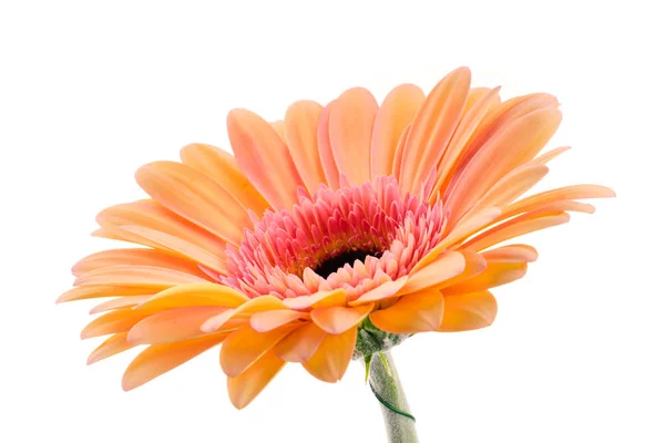 Gyönyörű Egyetlen Narancs Rózsaszín Mullticolored Gerbera Százszorszép Virág Elszigetelt Fehér — Stock Fotó