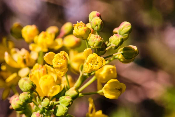 Bela Flor Amarelo Mahonia Arbusto Close Detalhe — Fotografia de Stock