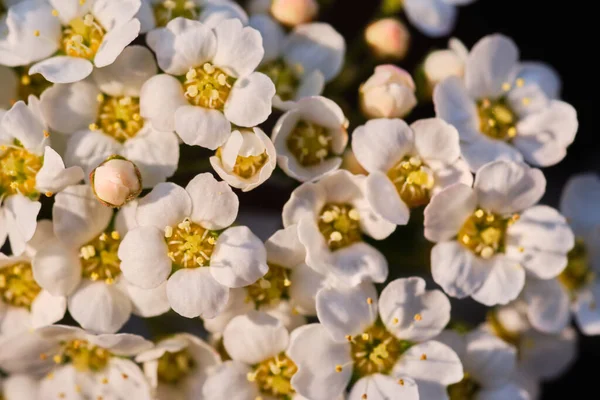 Bela Flor Spriaea Vanhouttei Arbusto Flor Perto Detai — Fotografia de Stock