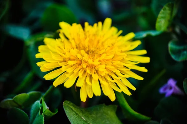 Bela Flor Amarelo Dente Leão Detalhe Macro Flor Cercada Por — Fotografia de Stock