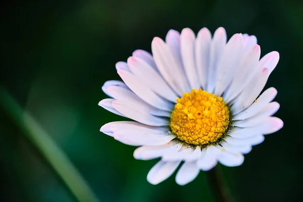 Beatiful Florescendo Branco Daisy Bellis Flor Macro Detalhe Fundo Borrado — Fotografia de Stock