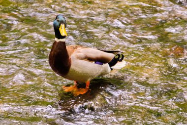 İlkbaharda Mnichovka 'da kayalıklarda vahşi ördek