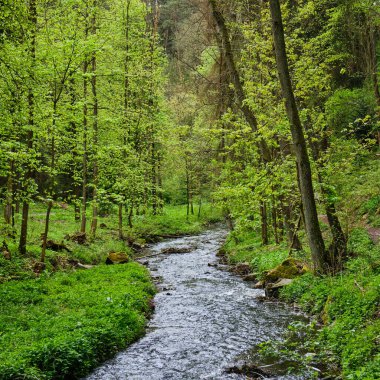 Ormanda Brook Mnichovka Senohraby 'den İlkbaharda Ctyrkoly' ye giderken