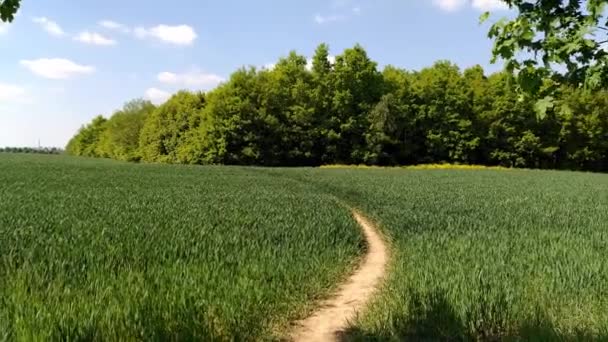 Foorpath Campo Trigo Verde Primavera Cercado Por Árvores Movimento Borda — Vídeo de Stock