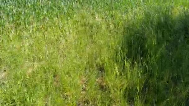緑の高い草の周りの動きの詳細をクロック — ストック動画