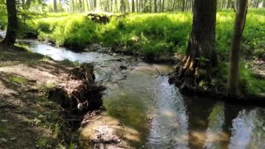 Brook Pitkovicky Potok, baharda Lipany ve Benice arasında Prag 'ın kenarında.
