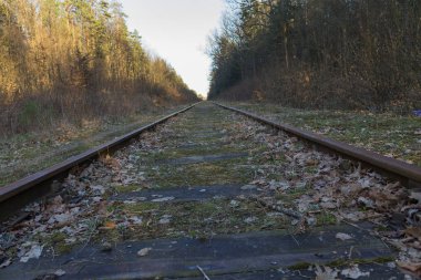 ormandaki eski parça