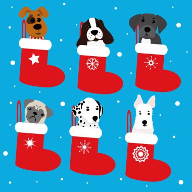 Komik Noel önyükleme köpeklerde