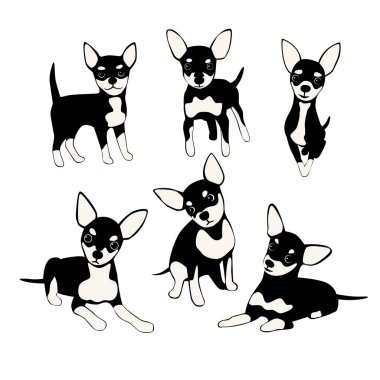 Bir grup komik köpek.