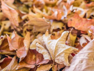 Sonbahar yaprak yığını