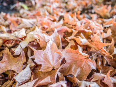 Sonbahar yaprak yığını