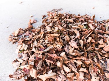 Sonbahar yaprak yığını