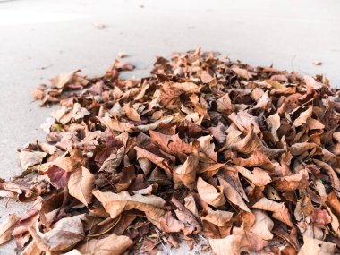 Sonbahar yaprak yığını