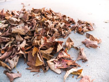 Sonbahar yaprak yığını