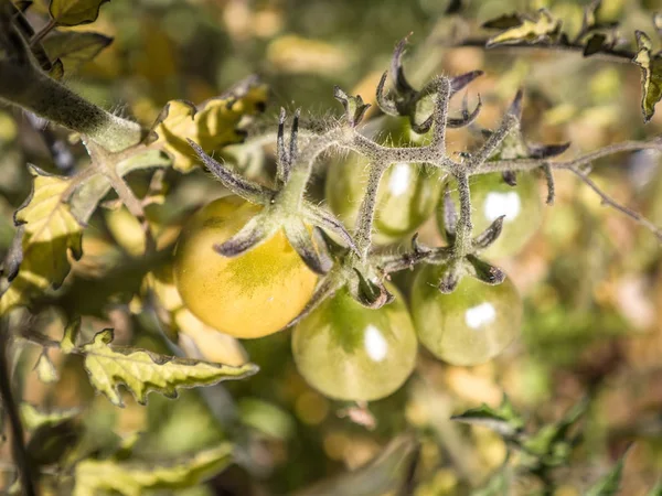 Sarı armut domates yeşil asma üzerinde