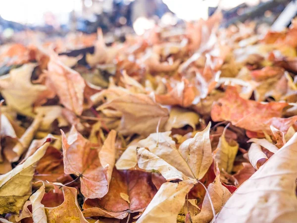 Fall leaf pile