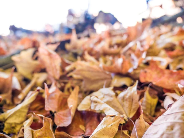 Fall leaf pile