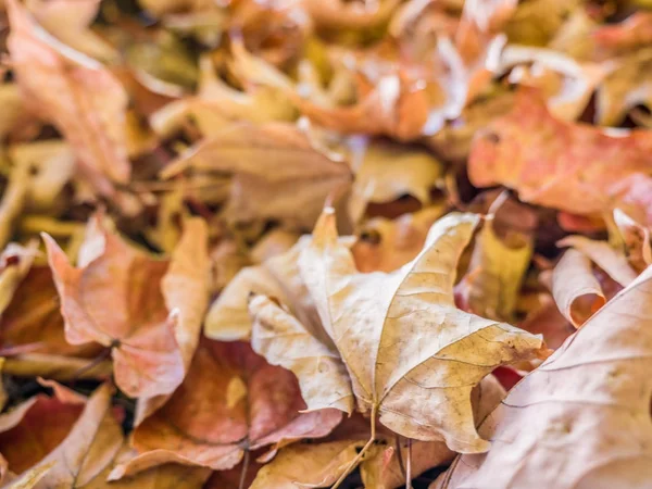 Sonbahar yaprak yığını