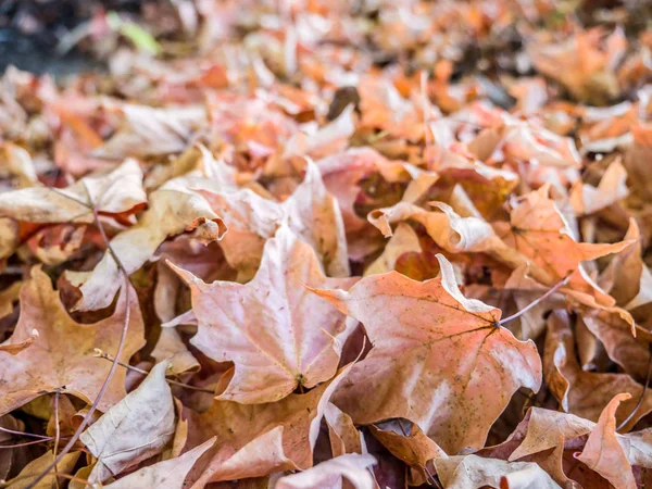 Sonbahar yaprak yığını