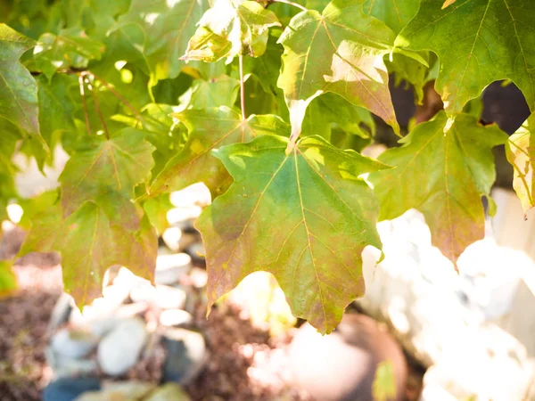 akçaağaç yaprağı closeup