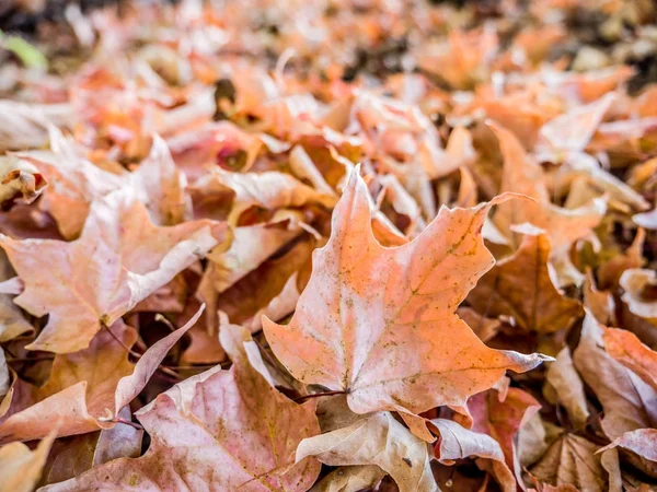 Sonbahar yaprakları closeup